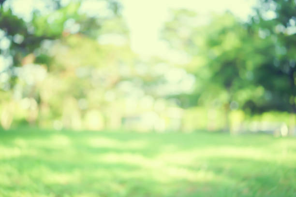 abstract wazig groene kleur natuur openbaar park buiten achtergrond in voorjaar en zomerseizoen met zonlicht effect en vintage kleur toon voor ontwerpconcept - buitenopname stockfoto's en -beelden