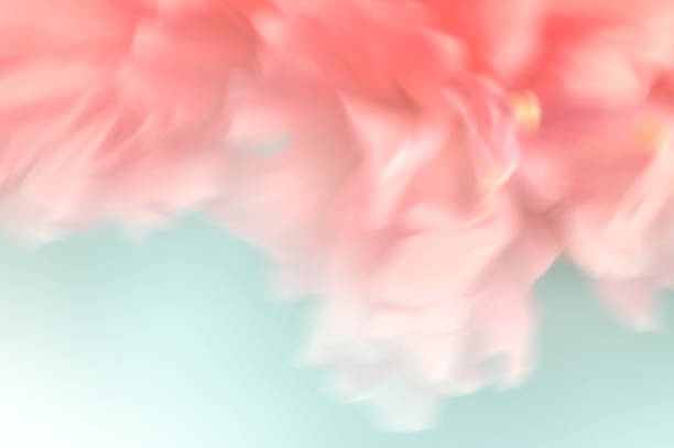 abstractos de flor de coral rosado-rosa - tiffany usa fotografías e imágenes de stock