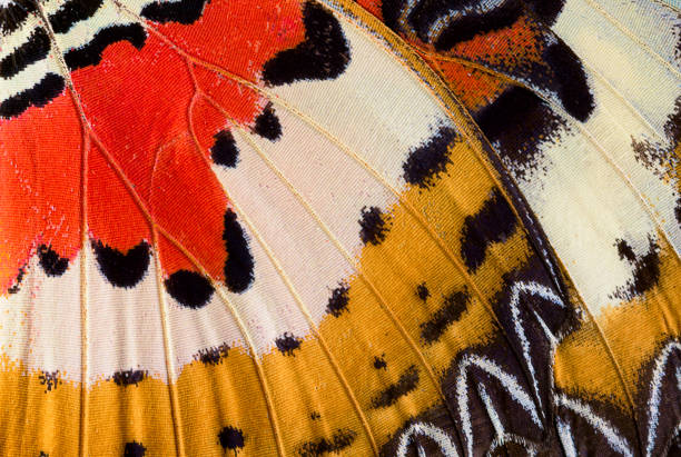 Abstract closeup of a butterfly wing Closeup of an Indonesian cethosia hypsea butterfly wing in Orland Park, Illinois on May 3, 2020. This butterfly is of the family Nymphalidae. It is found in from Burma to Indonesia and the Philippines. butterfly insect photos stock pictures, royalty-free photos & images