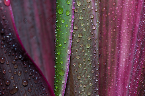 Abstract drops of water on flower leaf