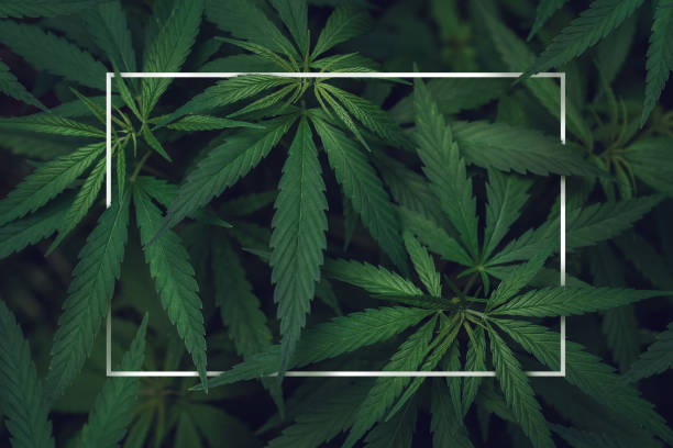 абстрактная пустая белая рамка в листьях марихуаны - cannabis стоковые фото и изображения