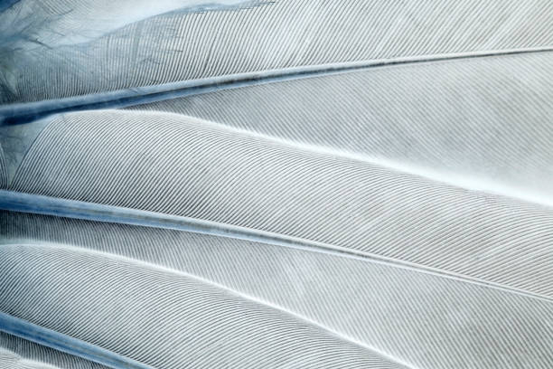 Abstract feathers background stock photo