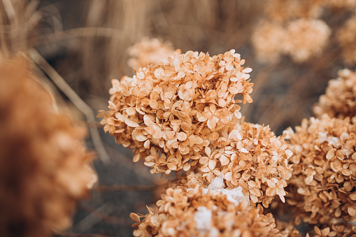 Abstract floral background of dried hydrangea. Early Spring. Dry Flowers. Small Golden Flowers.