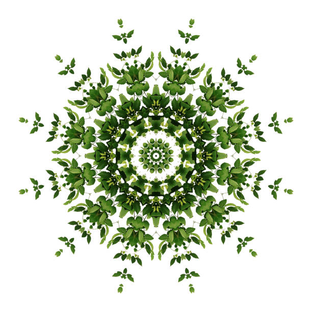 fondo verde abstracto flora mandala patrón, salvaje vid liana planta trepadora con efecto caleidoscopio sobre fondo blanco. - kaleidoscope fotografías e imágenes de stock