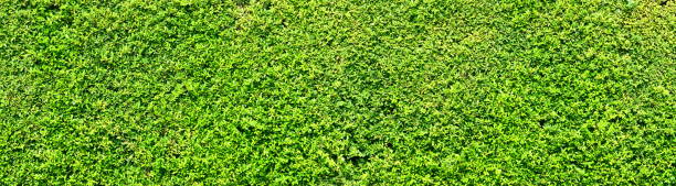 abstract groene bladeren natuurlijke muur. - grass texture stockfoto's en -beelden