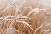 istock Abstract natural background of soft plants Cortaderia selloana. Frosted pampas grass on a blurry bokeh, Dry reeds boho style. Patterns on the first ice. Earth watching 1299813946