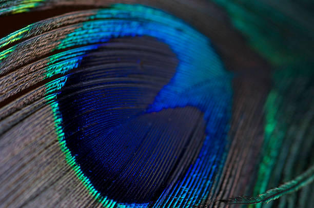Abstract peacock plumage stock photo