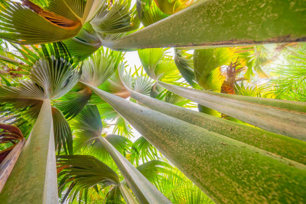 abstrakte tropische fauna mit palme " coco de mer " im regenwald und naturschutzgebiet vallee de mai, seychellen, praslin - praslin fotos stock-fotos und bilder