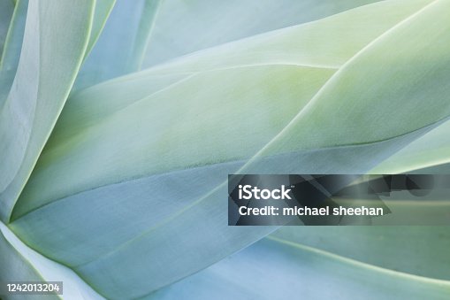 istock Abstract view of a succulent plant 1242013204