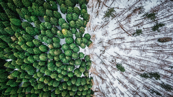 aerial view of pine tree deforestation