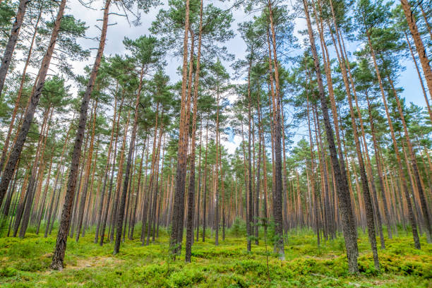 Abundant forests in Europe New growing forest full of colorful pine trees in Germany, Europe afforestation stock pictures, royalty-free photos & images