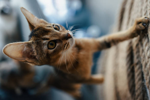 abyssinian cat stock photo