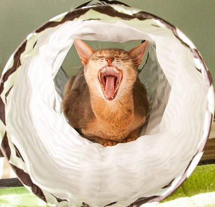 Abyssinian cat yawns. Close up portrait of blue abyssinian female cat, sitting on white background.