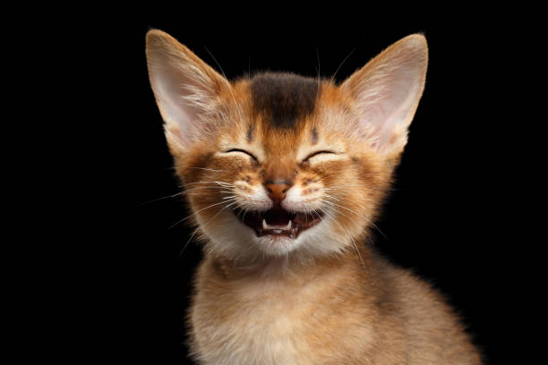 Abyssinian Kitty on Isolated Black Background Laughs Abyssinian Kitty with funny closed eyes on Isolated Black Background meowing stock pictures, royalty-free photos & images