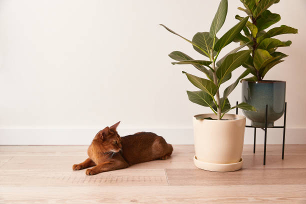 Abyssinian young cat lies near a house plant. Beautiful purebred short haired kitten stock photo