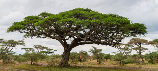 Acacia tree and giraffes in Tanzania, lake Masek.