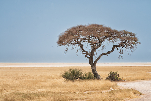 Acacia tree at the edge of the Etosha salt pan National Park Namibia, Africa