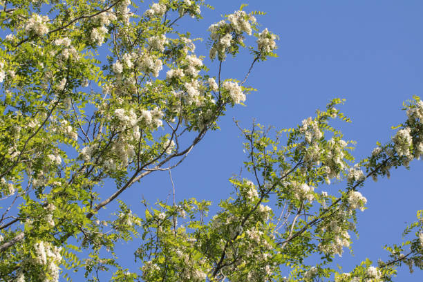 acacia tree blooming flowers branches rising up in blue sky stock photo