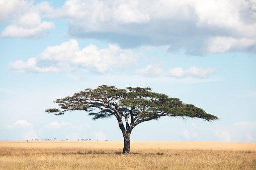 African savannah with typical tree (umbrella thorn acacia). Serengeti National Park, Tanzania, Africa.