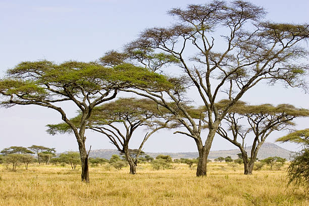 Acacia Trees on the Serengeti plains low horizon during summer stock photo