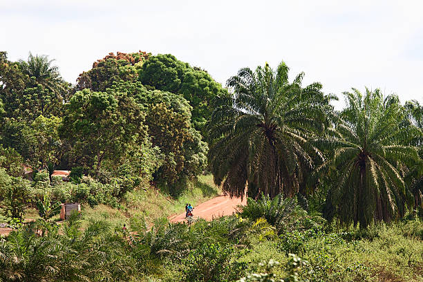 Access, jungle road from Monrovia to Gbarnga stock photo