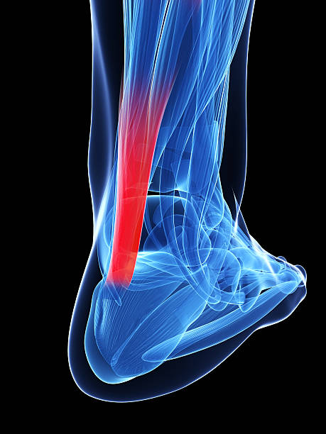 achilles tendon 3d rendered illustration of the achilles tendon foot anatomy stock pictures, royalty-free photos & images