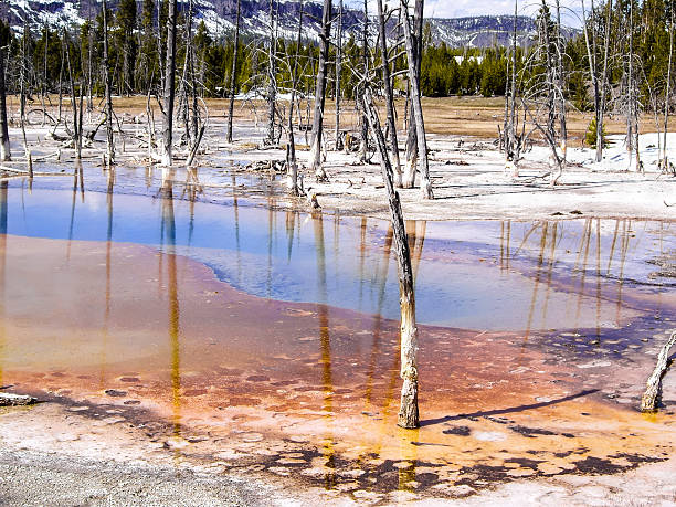 Acid Trees Trees die in acidic thermal pools in Yellowstone National Park acid stock pictures, royalty-free photos & images