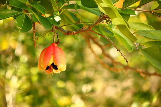 Ackee Pod on a Tree stock photo