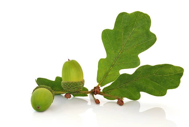 Acorn and Oak Leaf Sprig stock photo