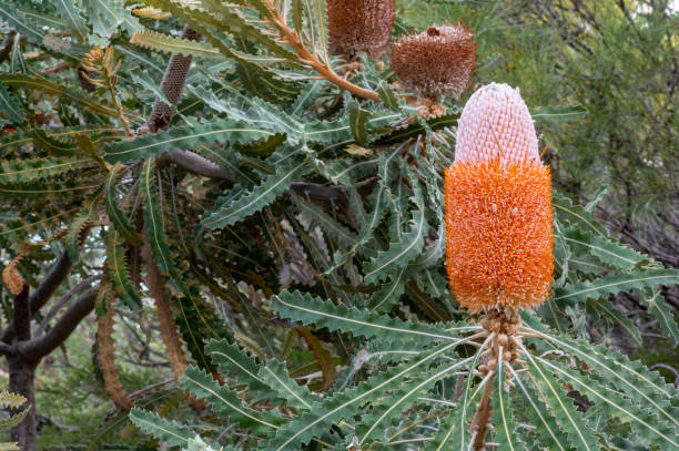 Acorn banksia "Banksia prionotes" in Western Australia stock photo