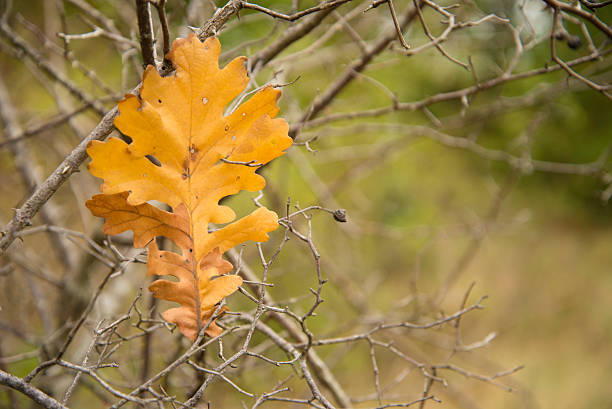 Acorn leaf stock photo