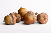 istock Acorns isolated on a white background 152127708