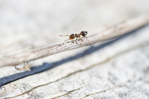 Acrobat ant (Crematogaster sp.) in springtime.