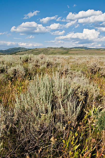 Antelope Flats and the Gros Ventre Range Across the valley from the Tetons is the Gros Ventre range. In Wyoming they say people come to visit the Tetons and end up falling in love with the Gros Ventres. What these mountains lack in height and rugged grandeur they more than make up for with their gentle beauty and sweeping vistas. Their brightly colored alpine meadows are a joy of sights and smells. This meadow of wildflowers was photographed on Antelope Flats in Grand Teton National Park near Kelly, Wyoming, USA. jeff goulden grand teton national park stock pictures, royalty-free photos & images
