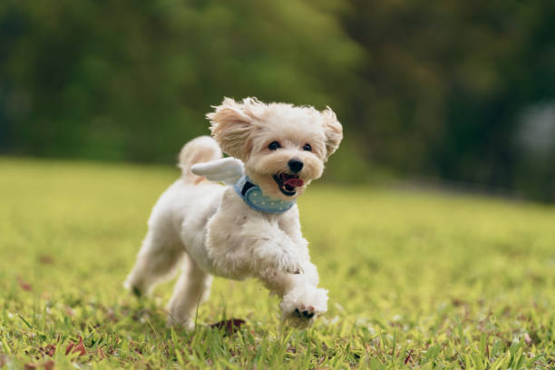 Active dog running across an open field stock photo