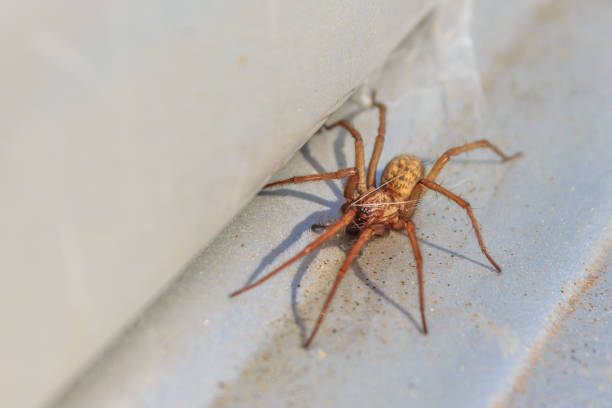 Active house spider active common house spider arachnophobia stock pictures, royalty-free photos & images