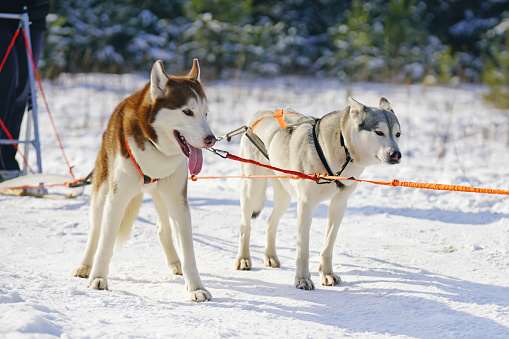 首輪とハーネス冬そり犬の訓練中に雪を待機しているアクティブなシベリアン ハスキー犬 そり犬のストックフォトや画像を多数ご用意 Istock