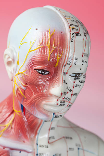 Acupuncture Model stock photo