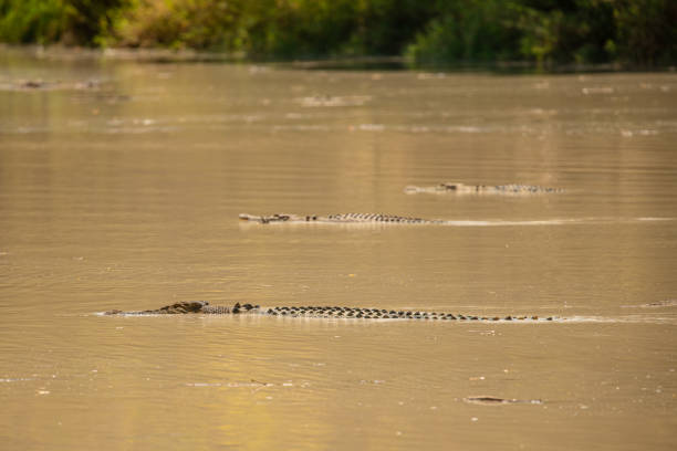 Adelaide River Crocodiles stock photo