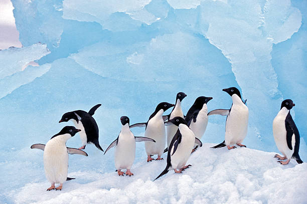 Adele Penguins on Ice  adelie penguin stock pictures, royalty-free photos & images