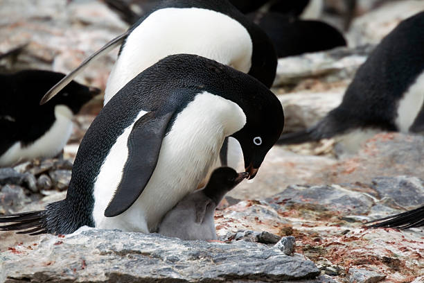 Adelie Penguin and Chick Nesting Adelie penguin with baby, Antarctica. adelie penguin stock pictures, royalty-free photos & images