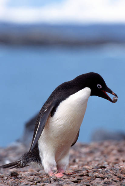 Adelie Penguin Carrying Rock An Adelie Penguin carries a rock to add to its nest on an island in Antarctica. adelie penguin stock pictures, royalty-free photos & images
