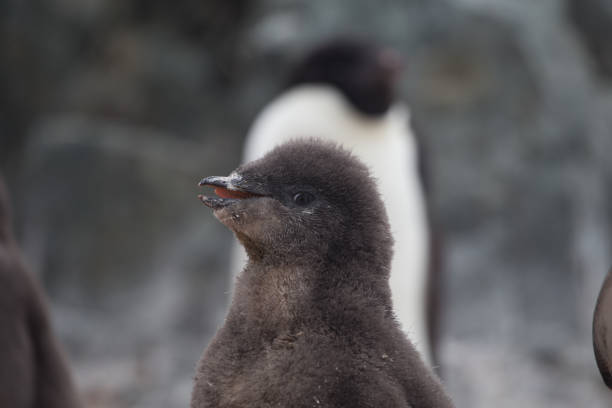 Adelie Penguin chick close up appears to be smiling Adelie Penguin chick with adult in background baby penguin stock pictures, royalty-free photos & images