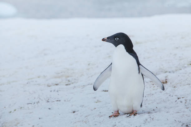 adelie penguin in Antarctica adelie penguin in Antarctica, antarctic wildlife adelie penguin photos stock pictures, royalty-free photos & images