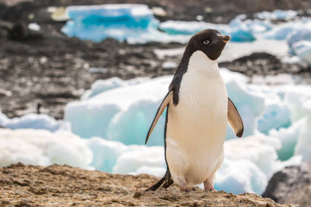 Adelie penguin is staying on a stone cloth-up with icebergs in the background in Antarctica Adelie penguin is staying on a stone cloth-up in Antarctica adelie penguin photos stock pictures, royalty-free photos & images