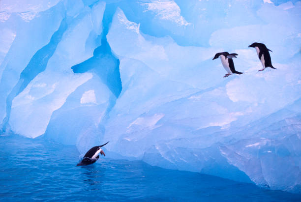 Adelie Penguin on Blue Ice A group of three Adelie Penguins slides off of a blue ice berg in Antarctica. adelie penguin stock pictures, royalty-free photos & images