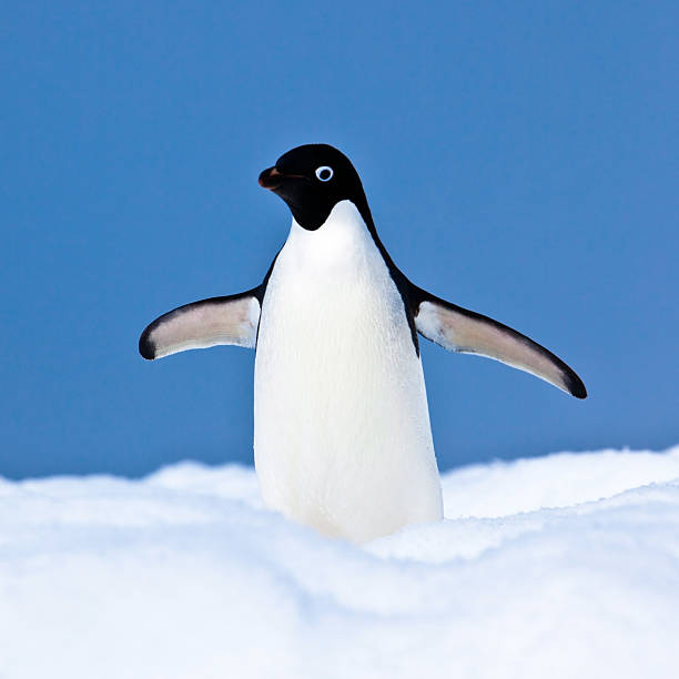 Adelie Penguin, on Iceberg, Paulet Island, Antarctica  adelie penguin stock pictures, royalty-free photos & images
