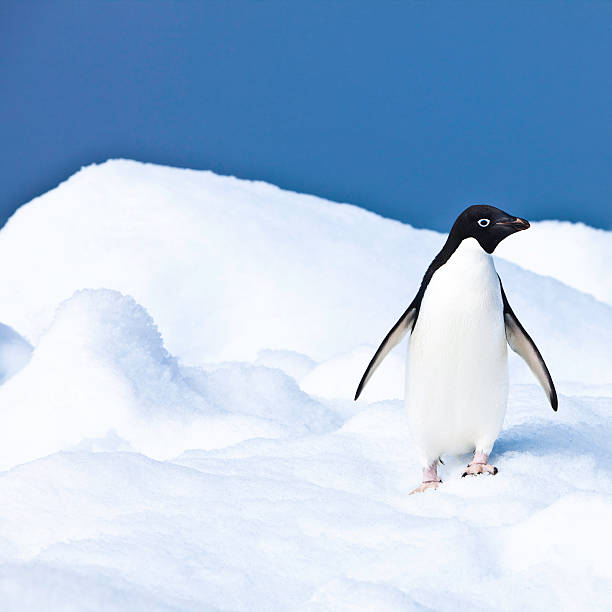 Adelie Penguin on Iceberg Paulet Island Antarctica  adelie penguin photos stock pictures, royalty-free photos & images