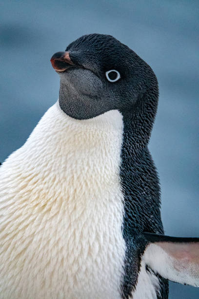 Adelie penguin stock photo