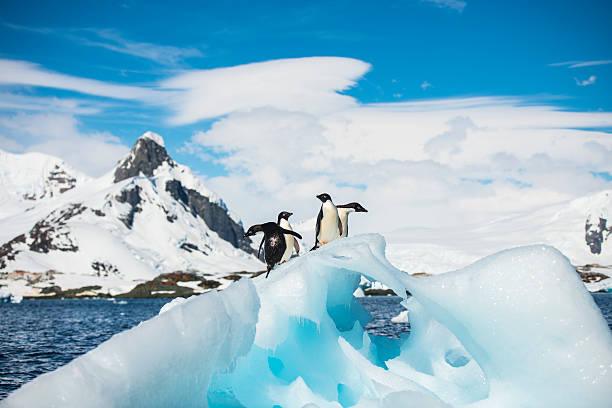 Adelie Penguin Adelie Penguins on the iceberg in Antarcdtica adelie penguin photos stock pictures, royalty-free photos & images